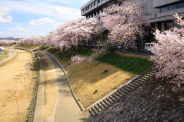 護岸工事の緑化運動